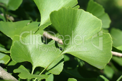 Ginkgo