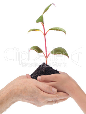 Young plant is in the hands of grand-dad and grandchild