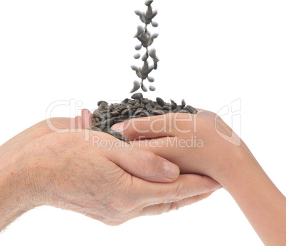 grandfather and grandchild hands with sunflower seeds