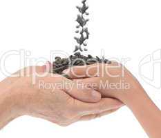 grandfather and grandchild hands with sunflower seeds