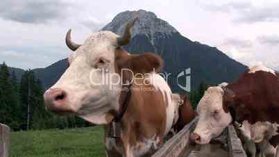 austrian cows in the mountain