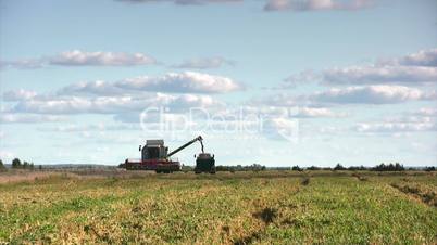 Wheat harvest season