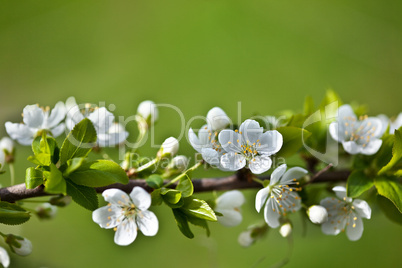 Apfelblüten