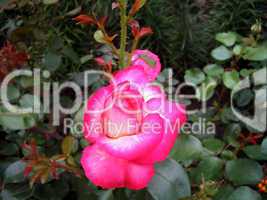 Blossoming pink roses
