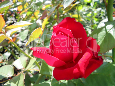 Blossoming red roses