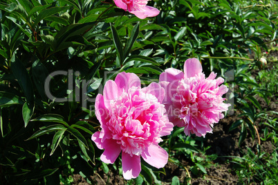 pink peonies