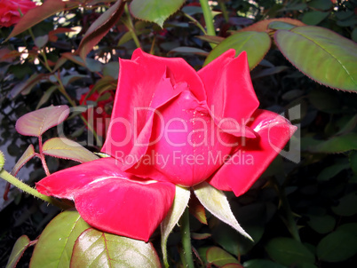 Red rose bud