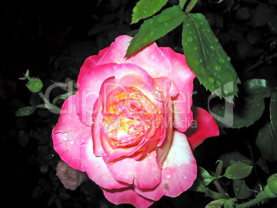 Rose after rain