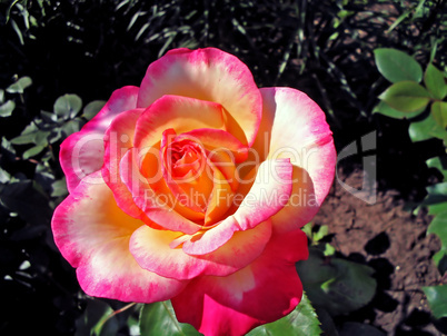 Rose bloom