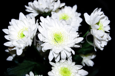 The white chrysanthemum