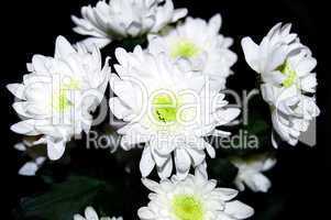 The white chrysanthemum