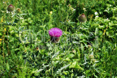 Thistle