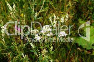 White flowers in a meadow
