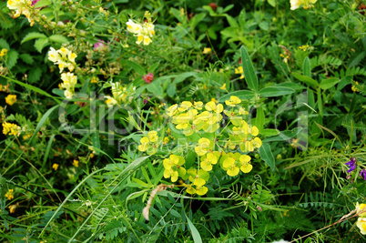 Yellow flowers in a meadow