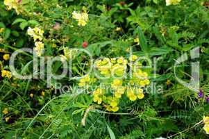 Yellow flowers in a meadow