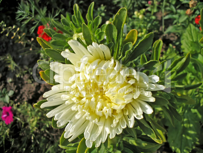 Blossoming white aster