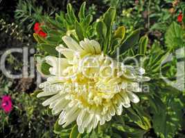 Blossoming white aster