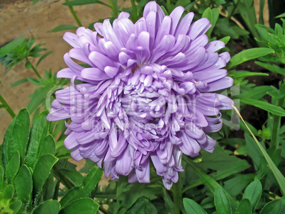 Lilac aster