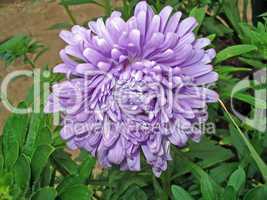 Lilac aster