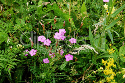 Pink flowers in a meadow