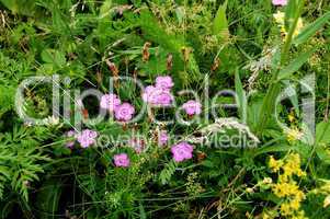 Pink flowers in a meadow