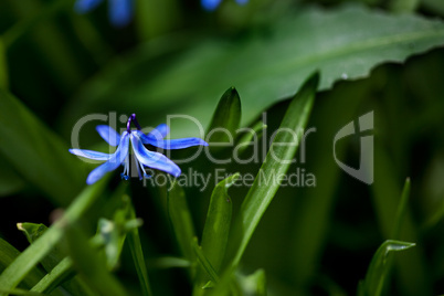 Spring Flowers