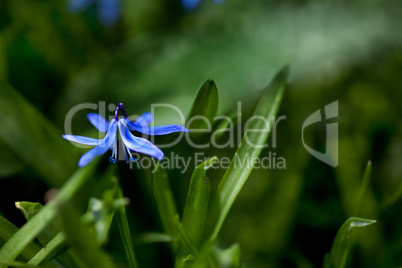 Spring Flowers