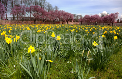 Spring Flowers