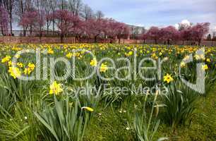 Spring Flowers