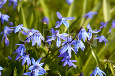 Spring Flowers