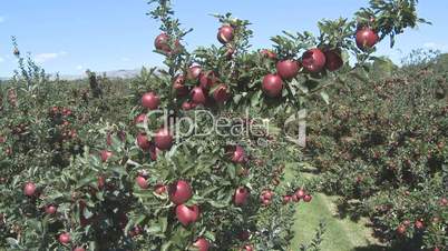 Red Delicious apples on tree