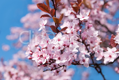 pink berry blossom