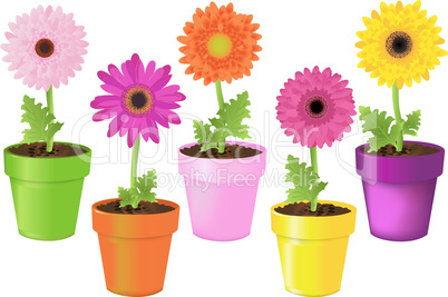 Colorful Daisies In Pots