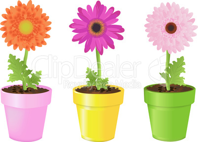 Colorful Daisies In Pots