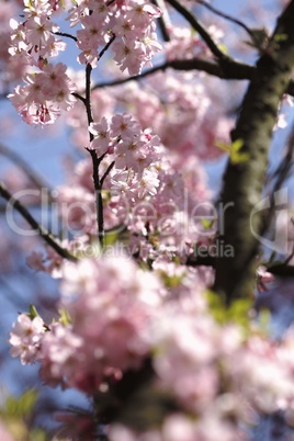 Frühling