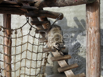 Coon on the ladder