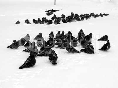 Pigeons on snow