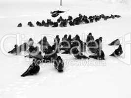 Pigeons on snow