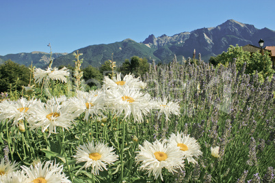 daisy flowers