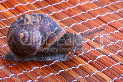 Snail