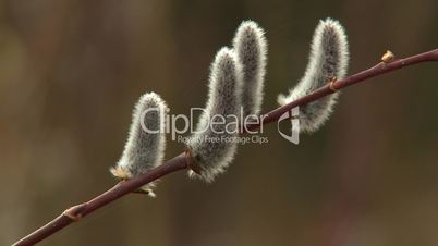 Pussy willow buds