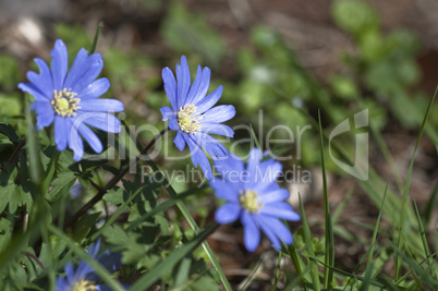 Blue anemone