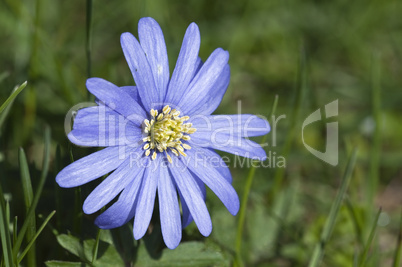 Blue anemone