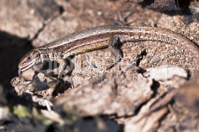 Forest Lizard - Zootoca-vivipara