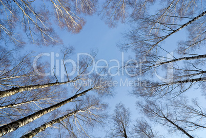 Sky through birches