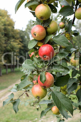 Branch with ripe apples