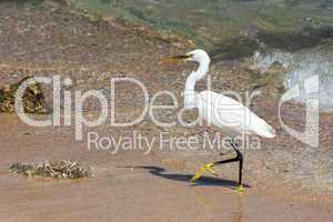 Walking Egret