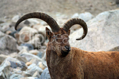 portrait of a mountain goat