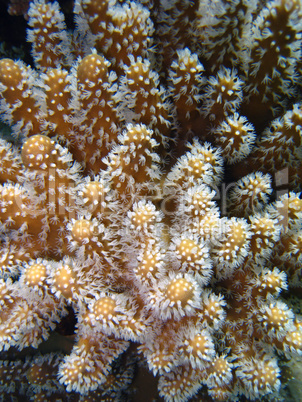 Underwater Scene of Great Barrier Reef