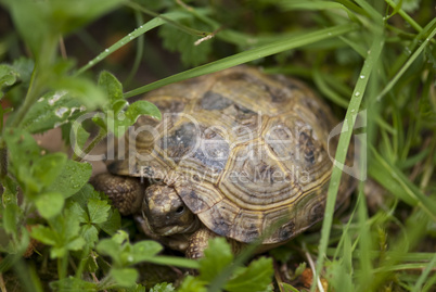 Tortoise in the Garden, Italy